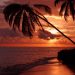 Beautiful silhouette of palm trees against a dramatic sunset at Playa Santa María, Cuba.